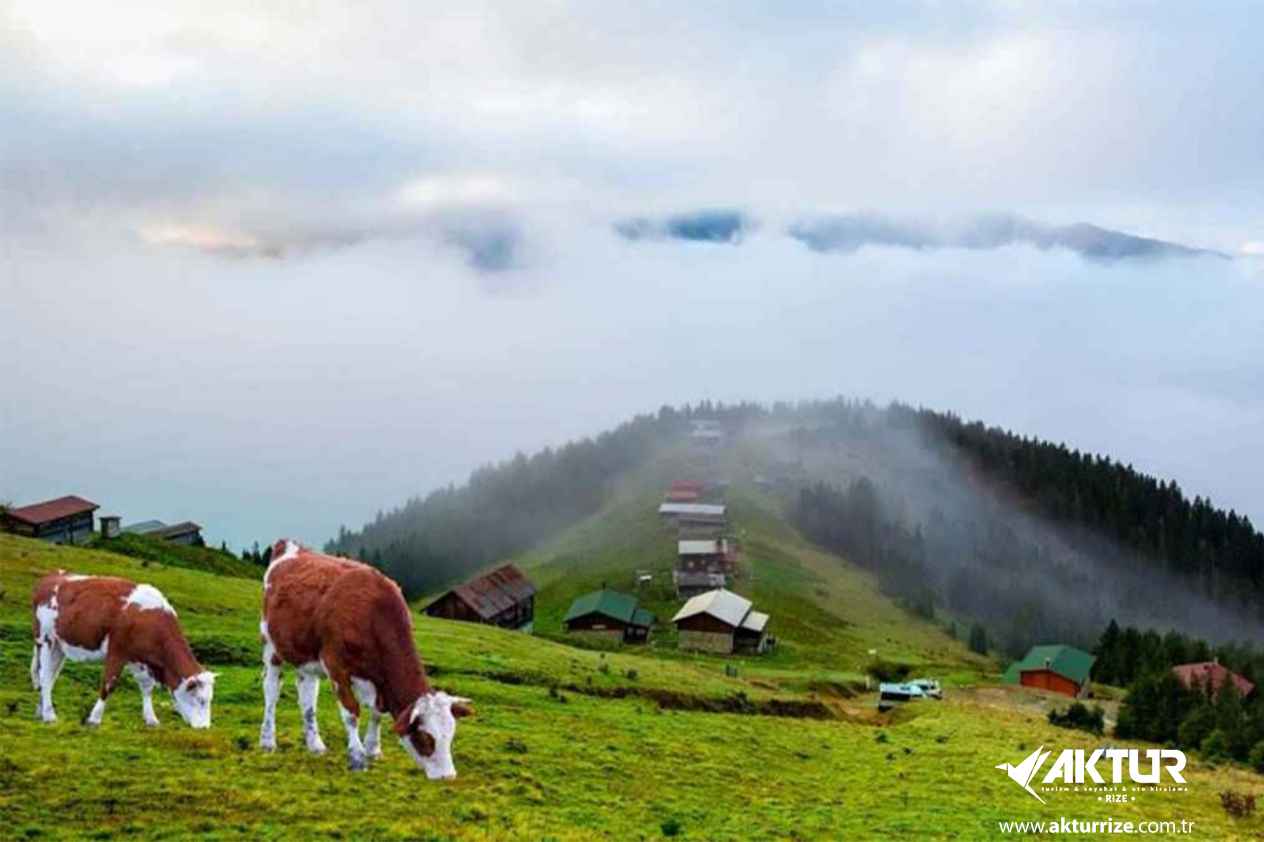 Double Huser – Pokut Turu