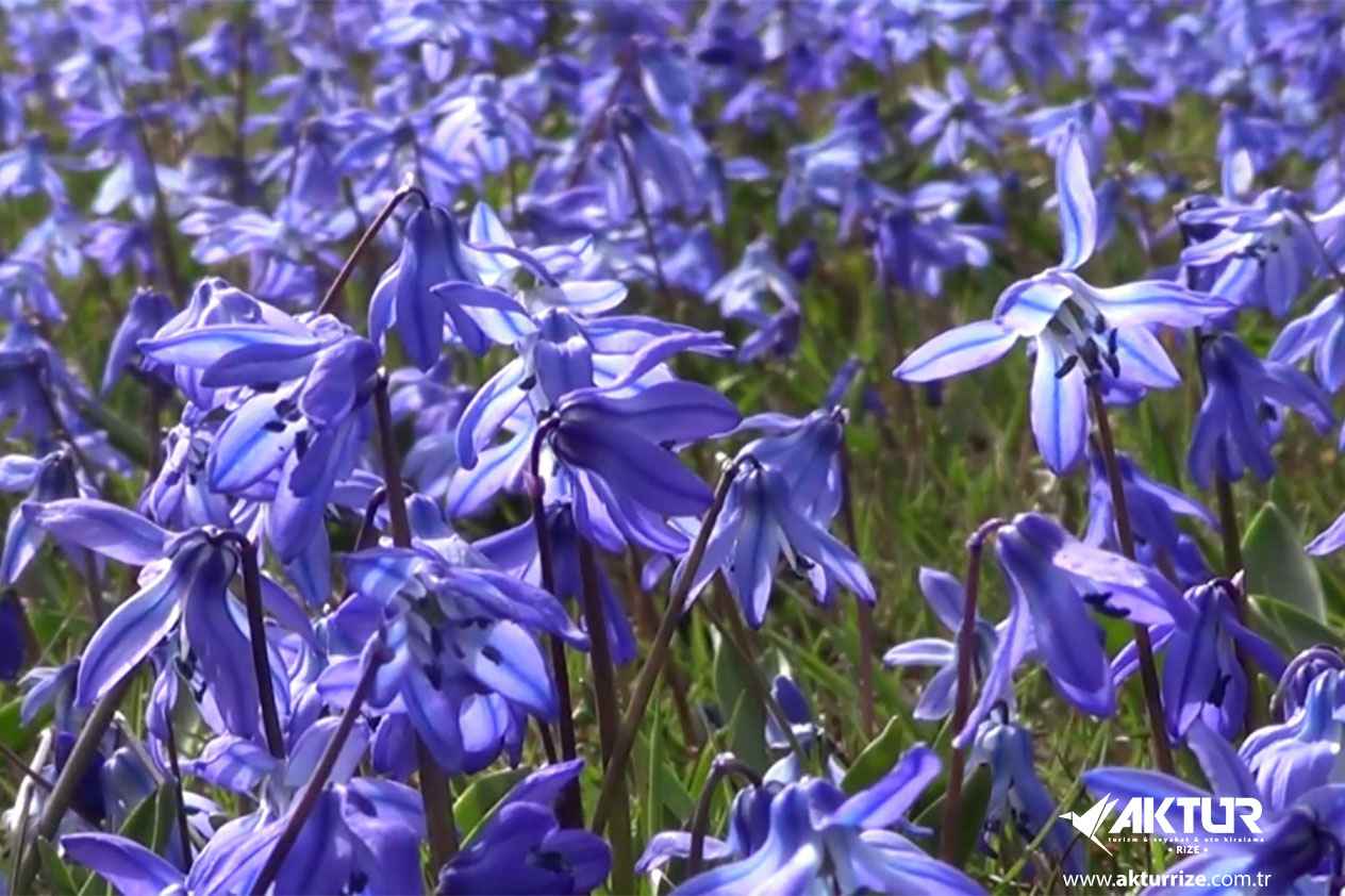 Kadıralak Yaylası (Mor Yayla) Turu