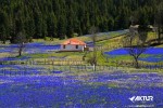 Kadıralak Yaylası (Mor Yayla) Turu Kadıralak Yaylası (Mor Yayla) Turu