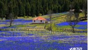 Kadıralak Yaylası (Mor Yayla) Turu