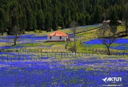 Kadıralak Yaylası (Mor Yayla) Turu