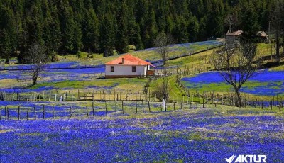 Kadıralak Yaylası (Mor Yayla) Turu Kadıralak Yaylası (Mor Yayla) Turu