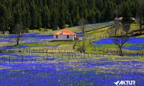 Kadıralak Yaylası (Mor Yayla) Turu