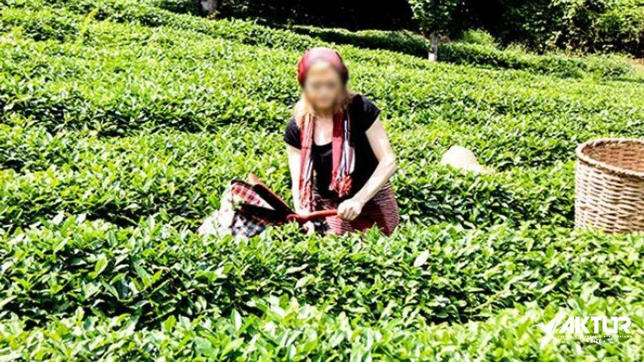 Rize çay tarlasında çay toplayan kadın – Karadeniz köy hayatı ve çay üretimi